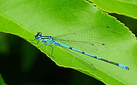Azure Bluet (Male, Coenagrion puella)